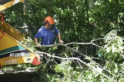 tree services Wagram